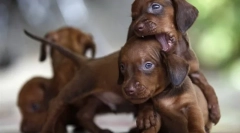 Ako odstaviť šteniatko hryzenie